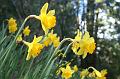 Daffodils, Pirianda Gardens IMG_7084
